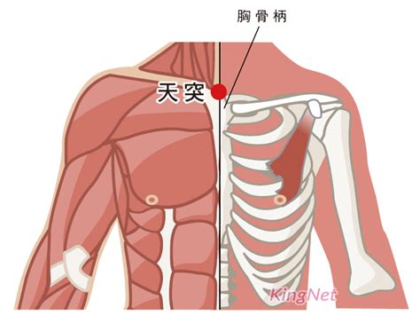 天竅穴位置|天突穴位置 